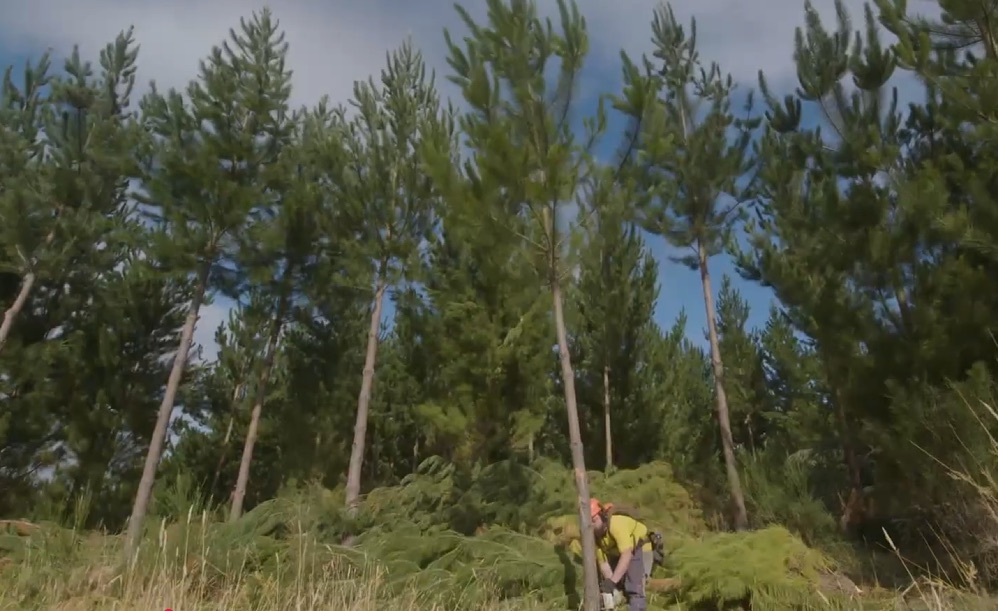 WOODONE 木材的來源